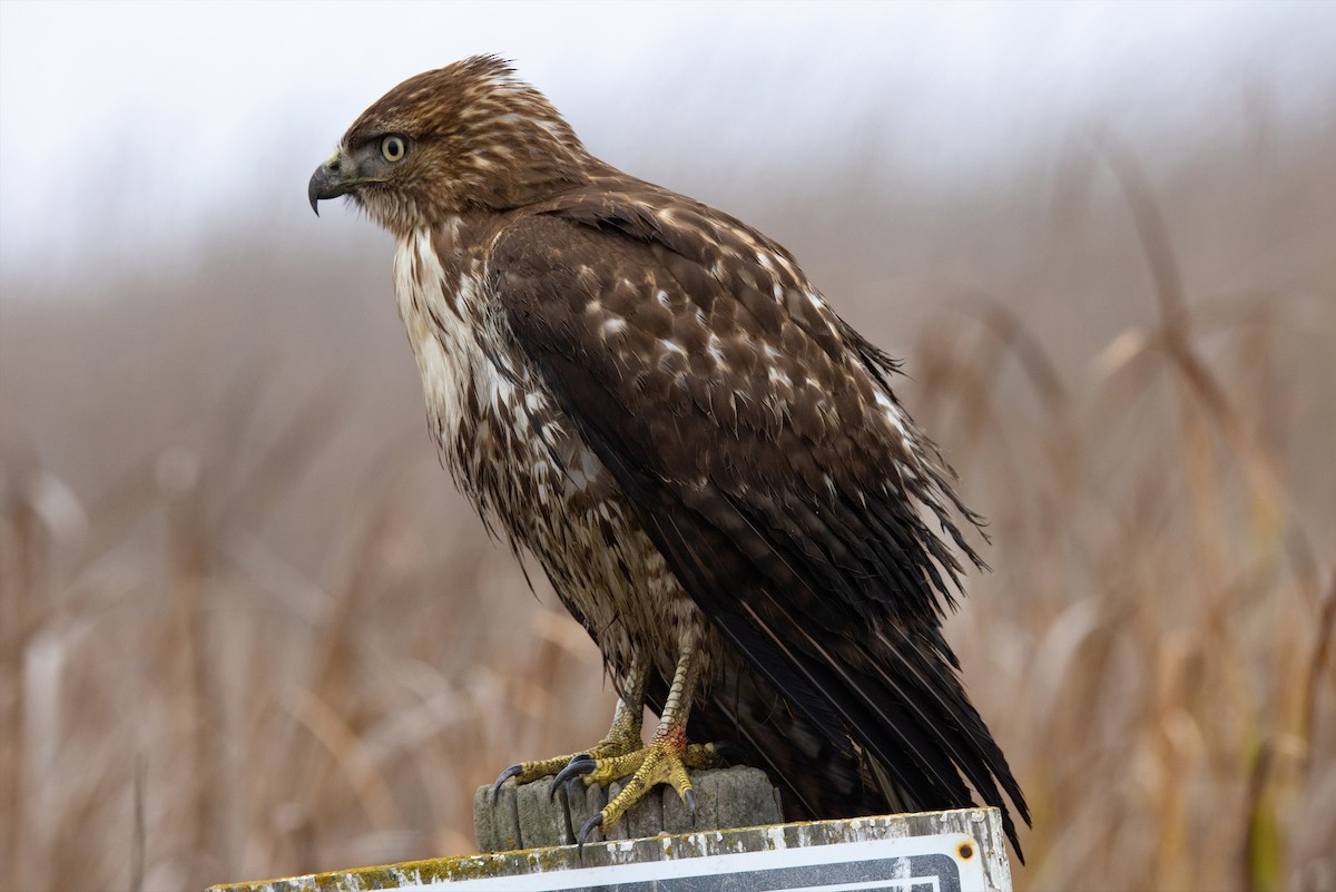 Red-tailed Hawk - ML295785901