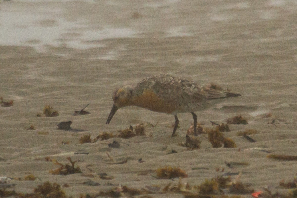 Red Knot - ML29578681