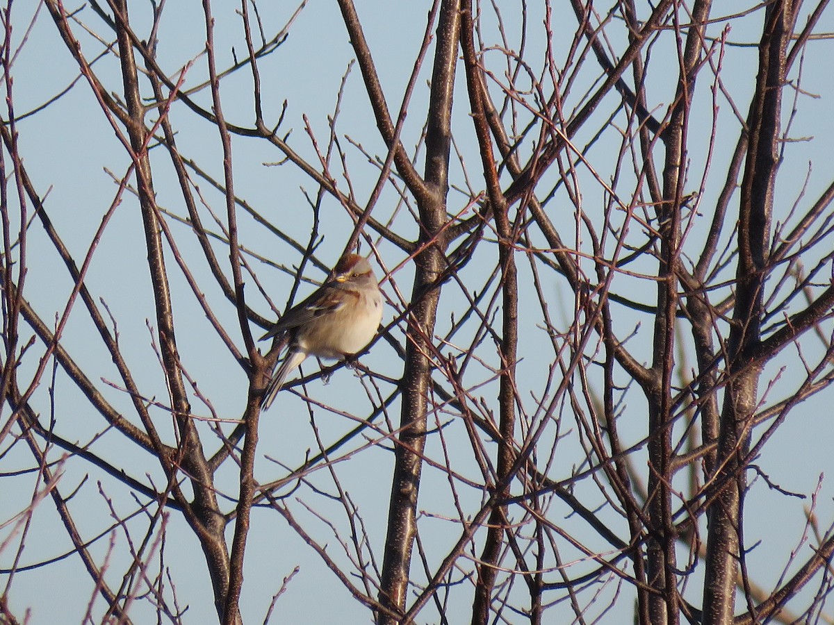 American Tree Sparrow - ML295787861