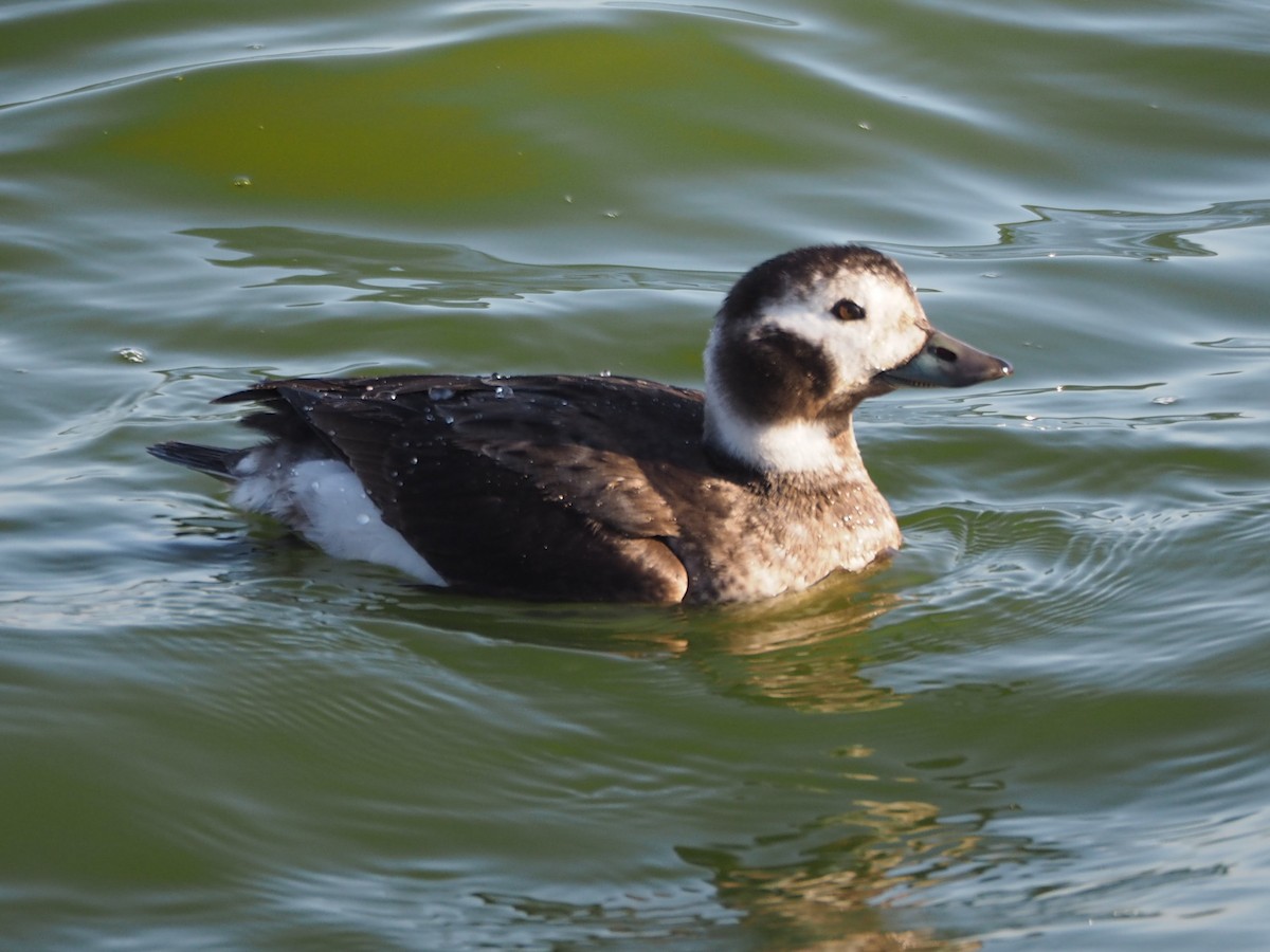 Long-tailed Duck - ML295789541