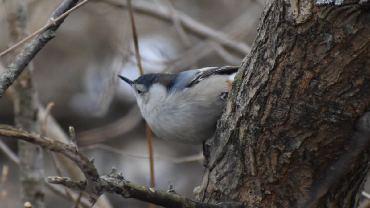 White-breasted Nuthatch - Dan Cowell