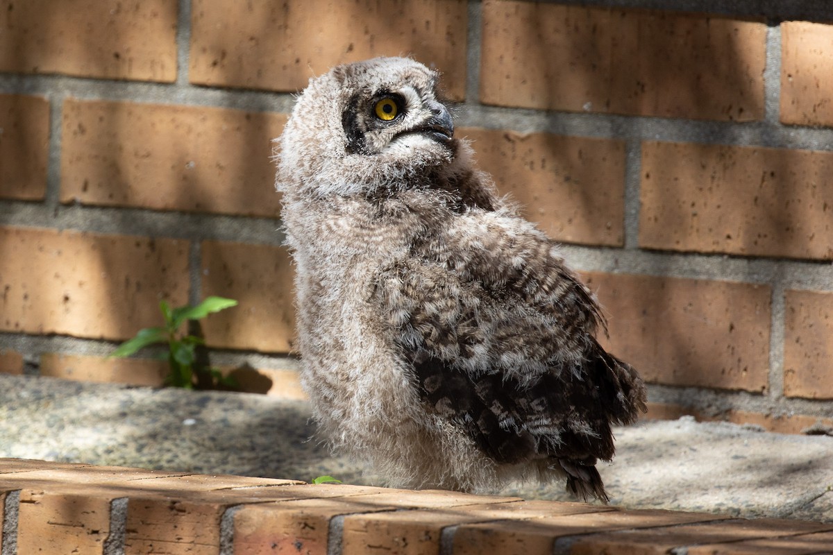 Spotted Eagle-Owl - ML295800591