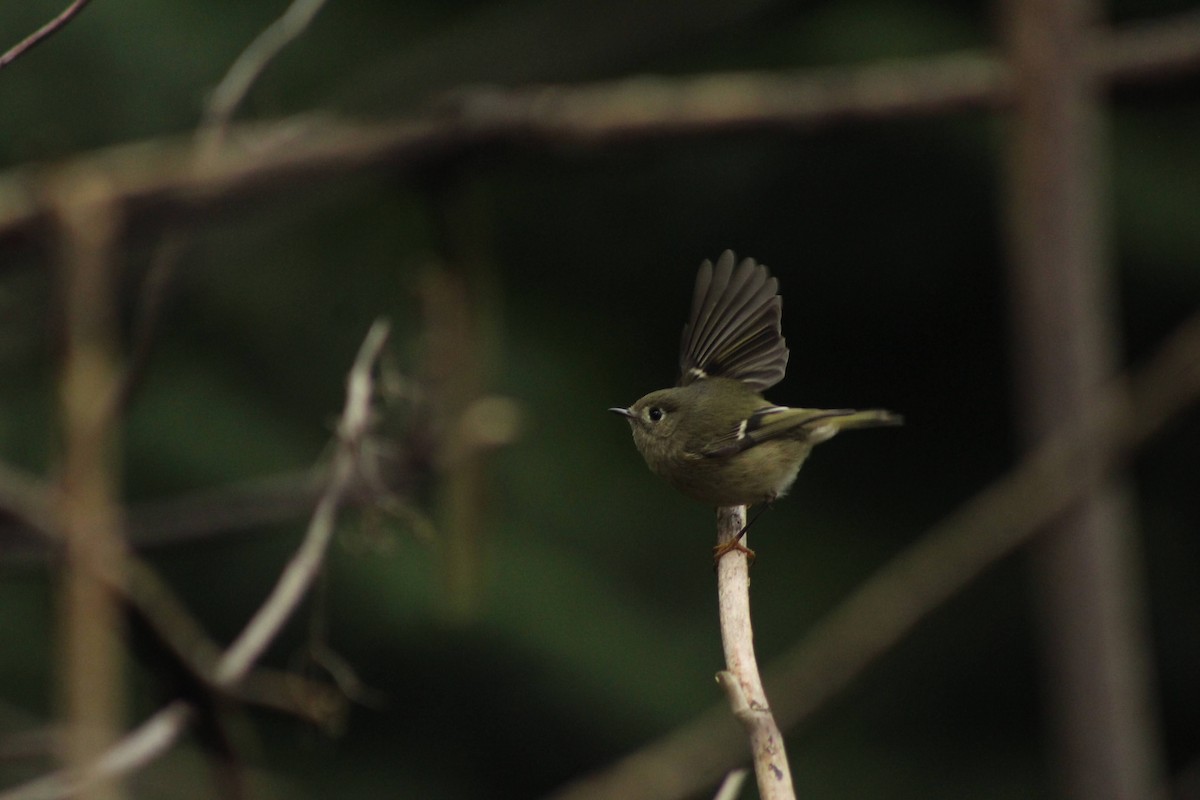 Ruby-crowned Kinglet - Curtis Rispin