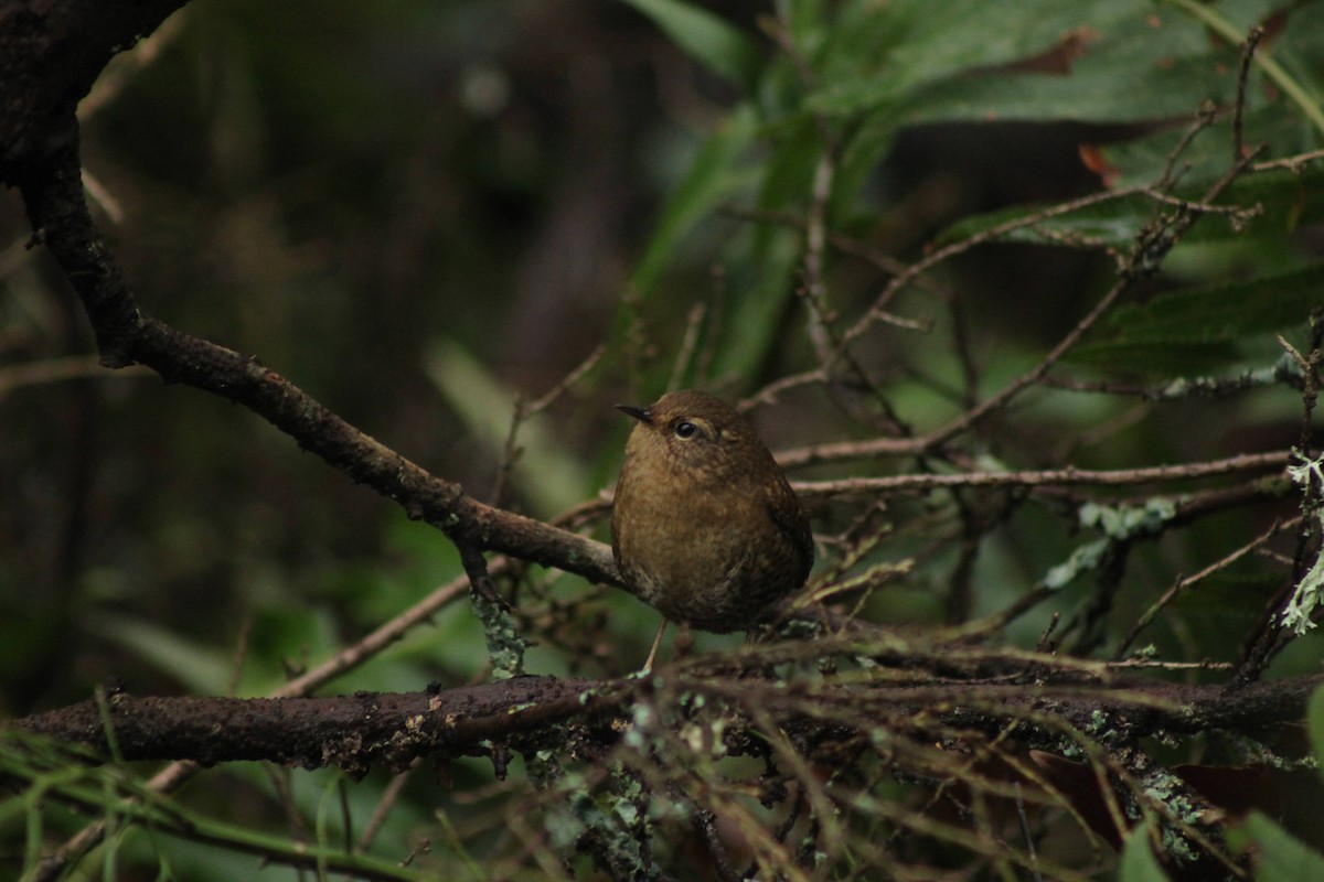 Pacific Wren - Curtis Rispin