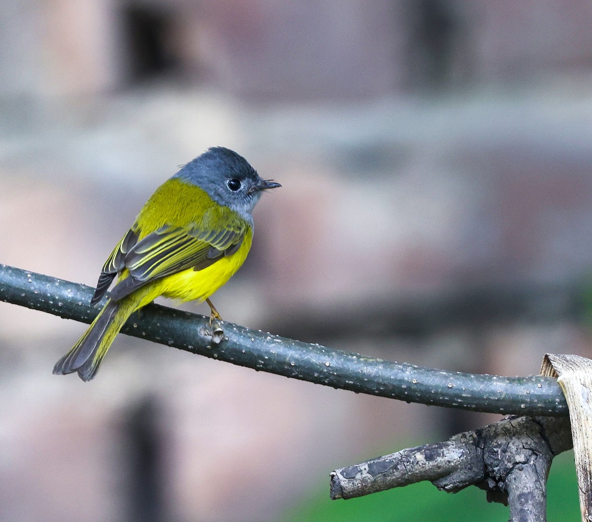 Gray-headed Canary-Flycatcher - Sarbjit Randhawa