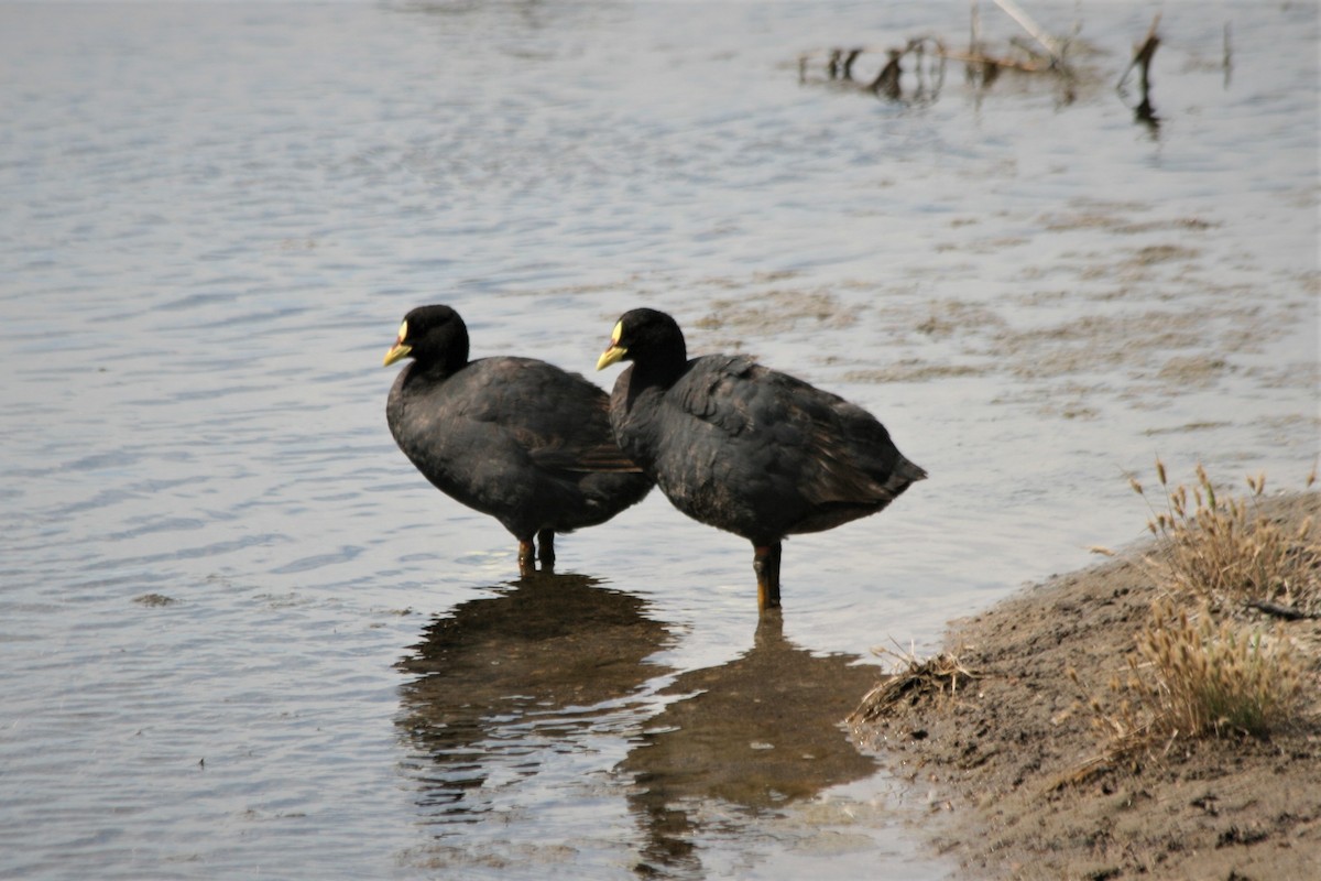 Red-gartered Coot - Rosemary Scoffield