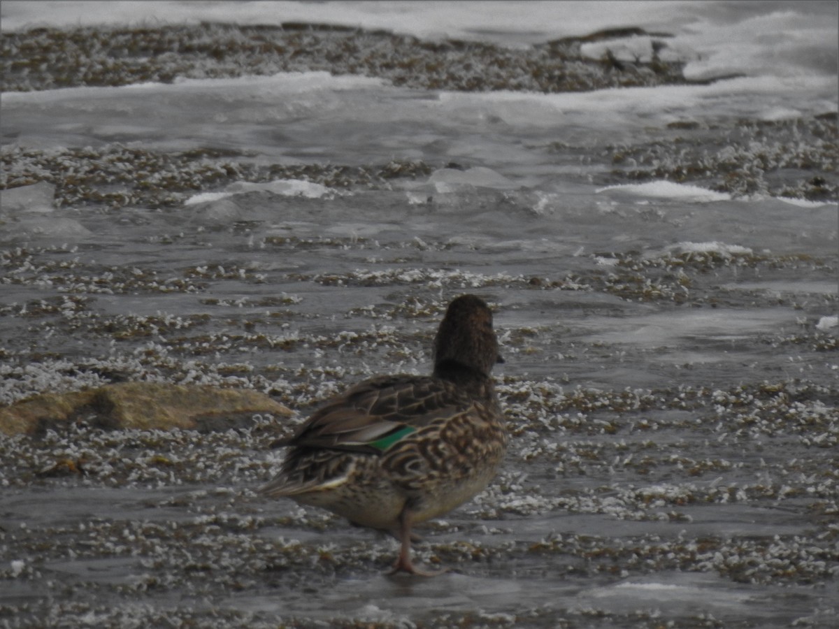Green-winged Teal - ML295811631