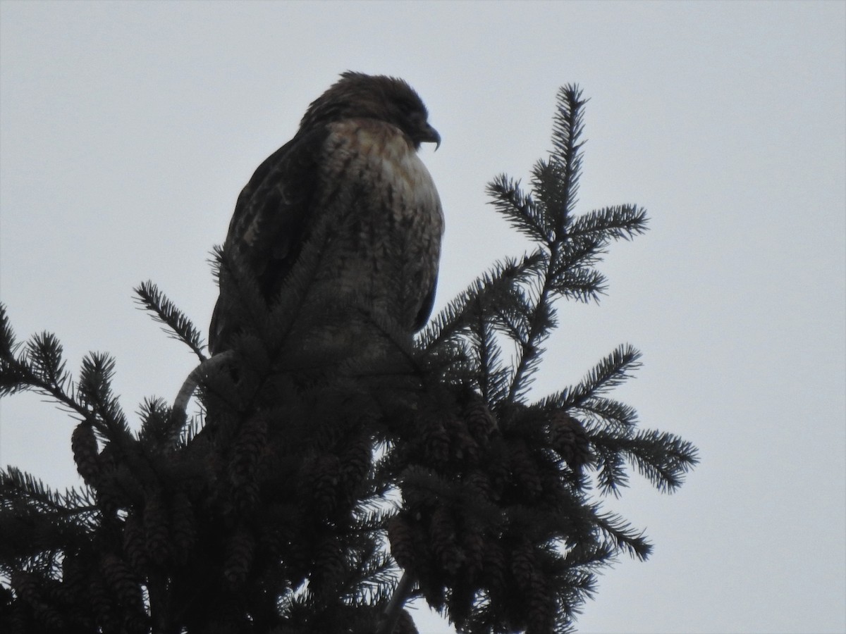 Red-tailed Hawk - ML295811981