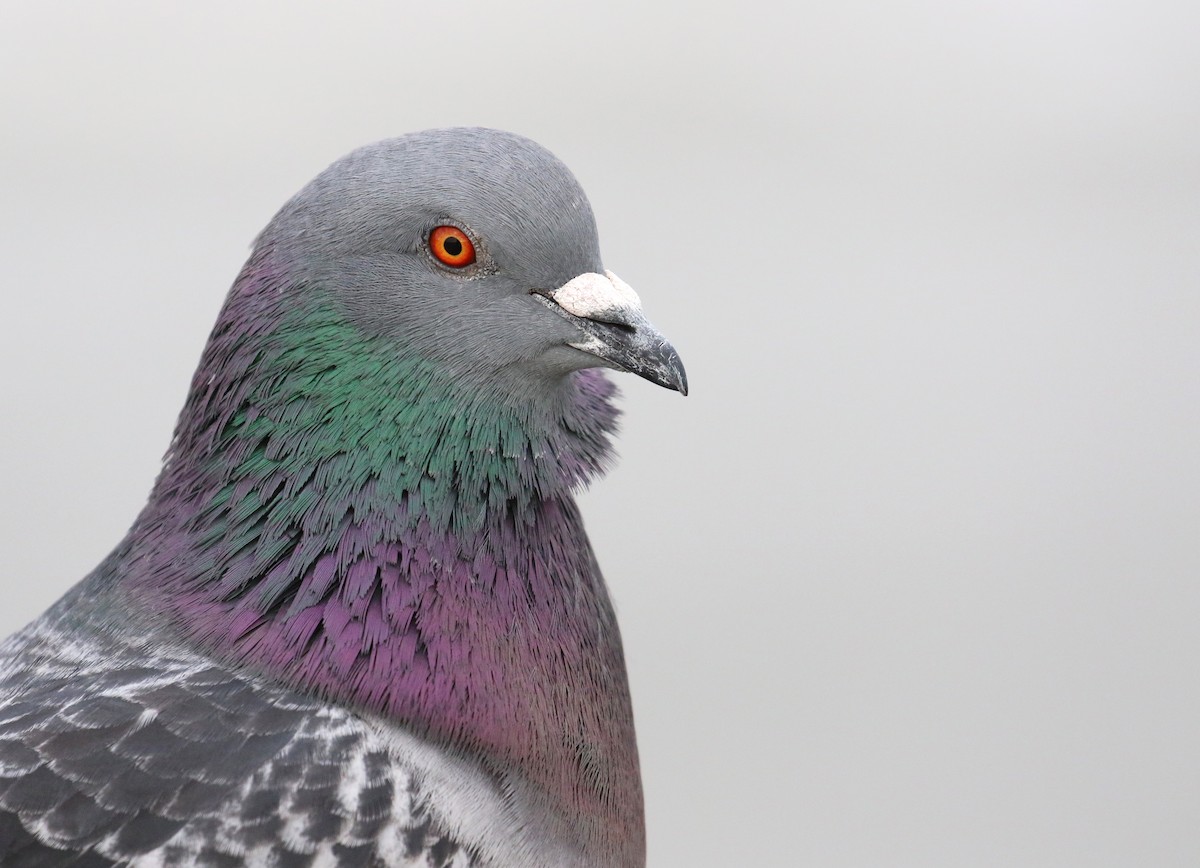 Rock Pigeon (Feral Pigeon) - John Deitsch