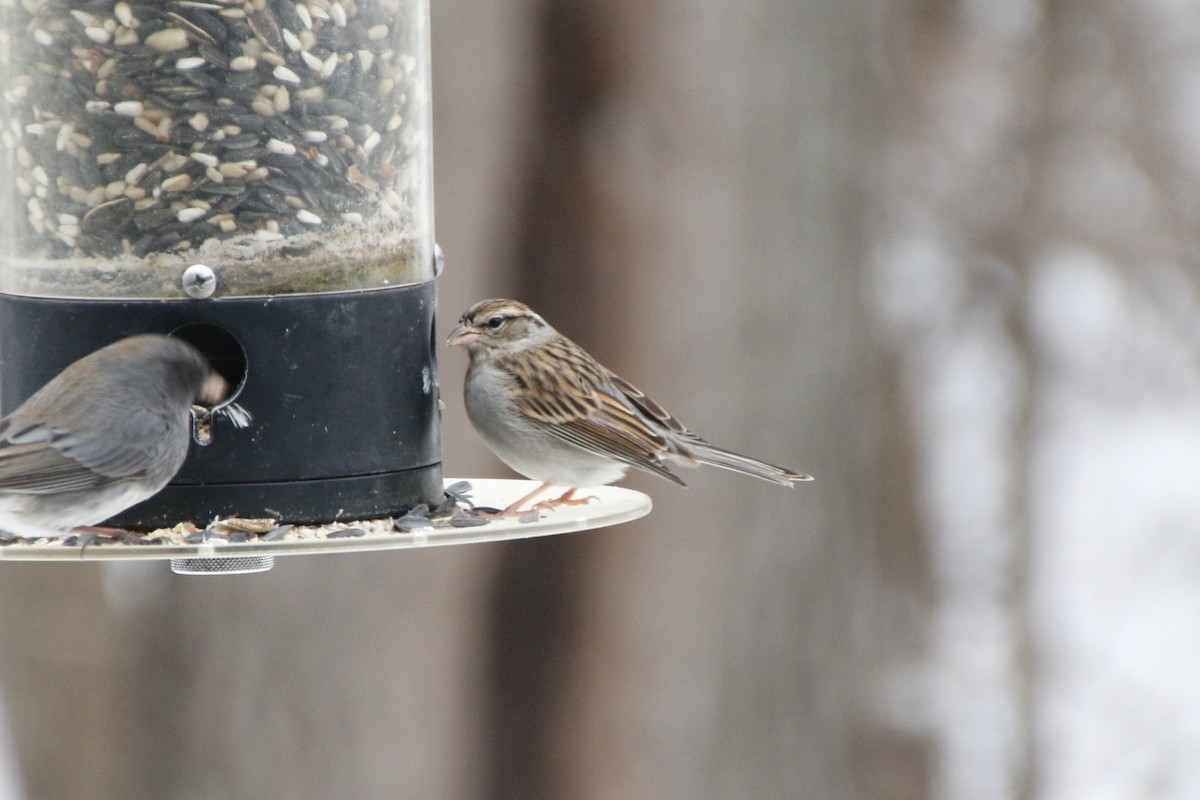 Chipping Sparrow - ML295814511