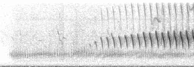 Long-tailed Cinclodes - ML295817