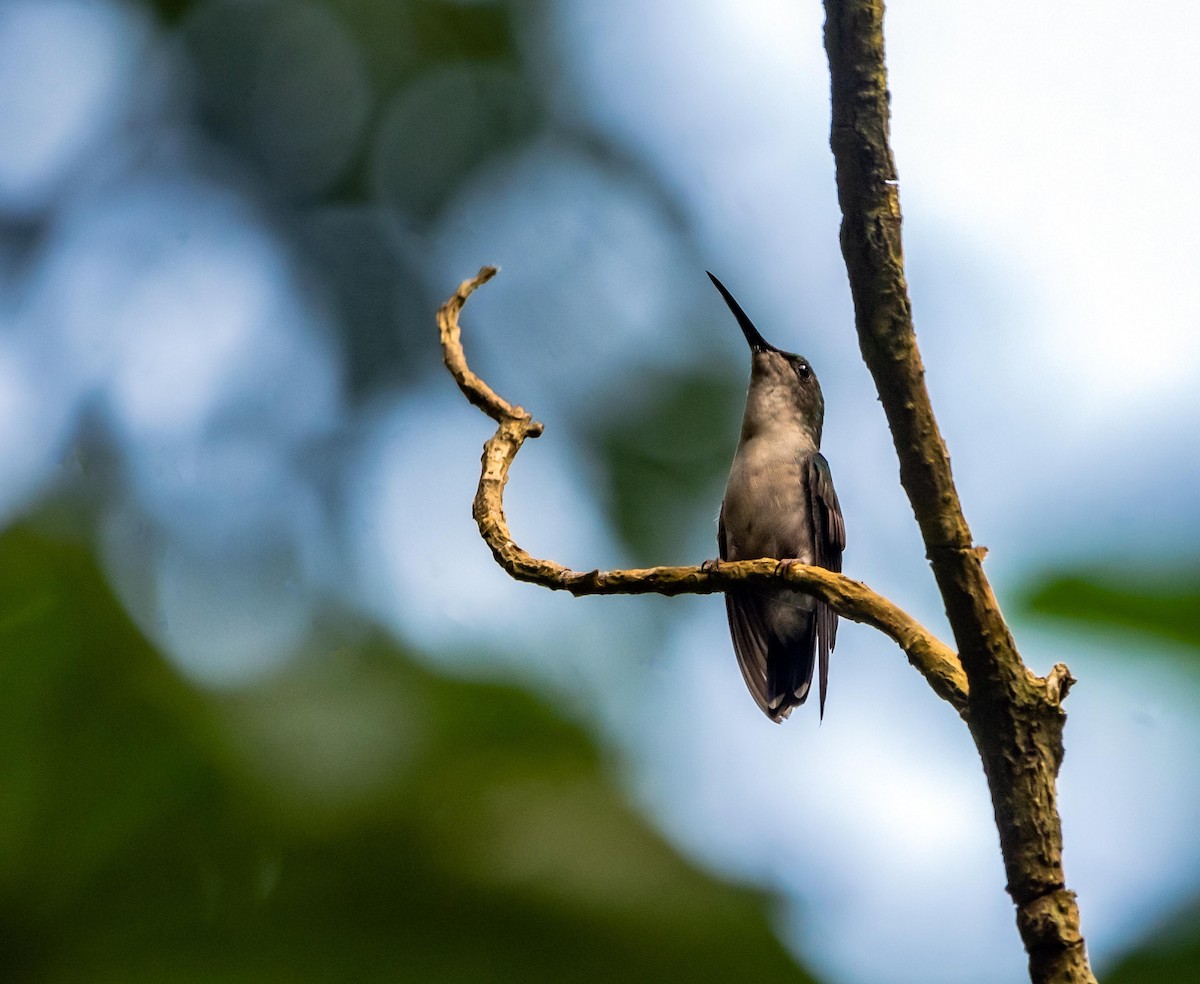 kolibřík nymfový - ML295818201
