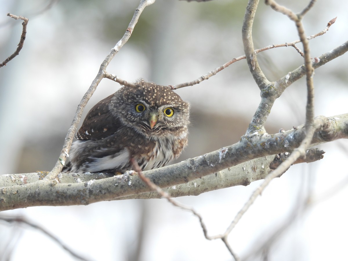 Northern Pygmy-Owl - ML295820401