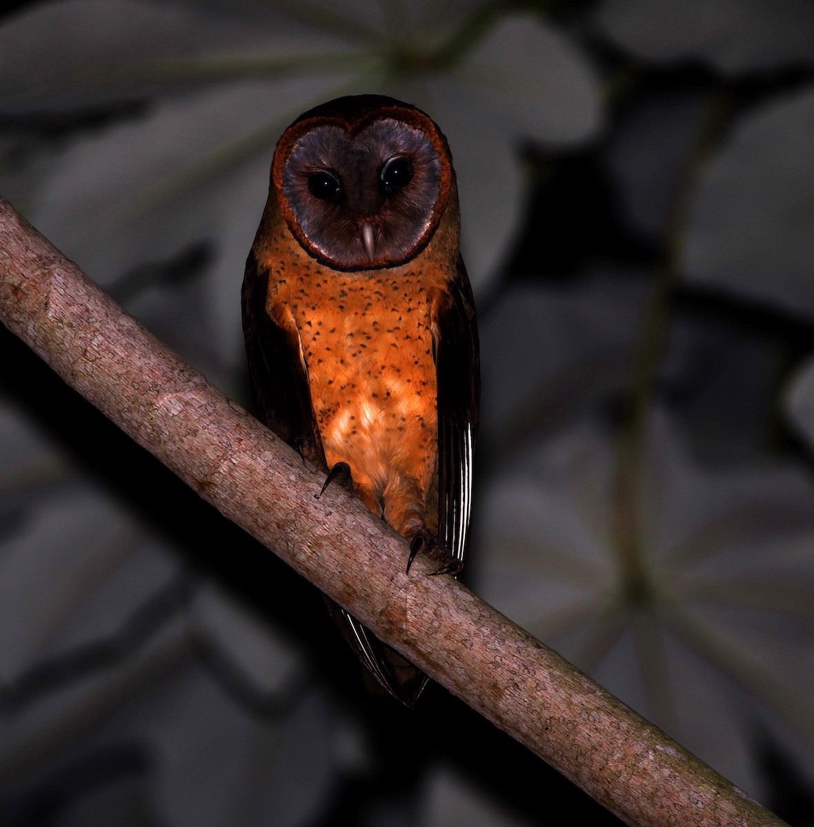 Ashy-faced Owl - David Ascanio