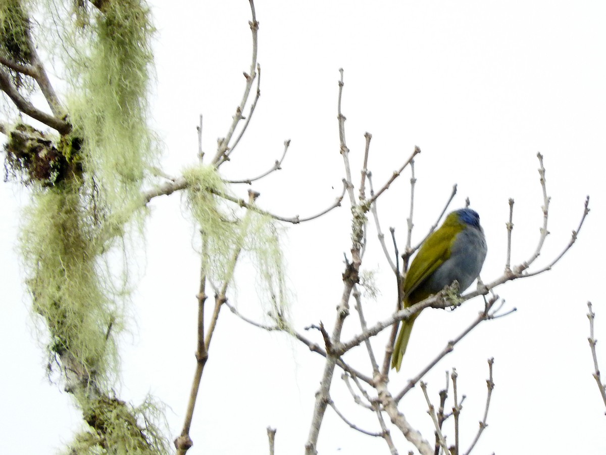Blue-capped Tanager - ML295821921