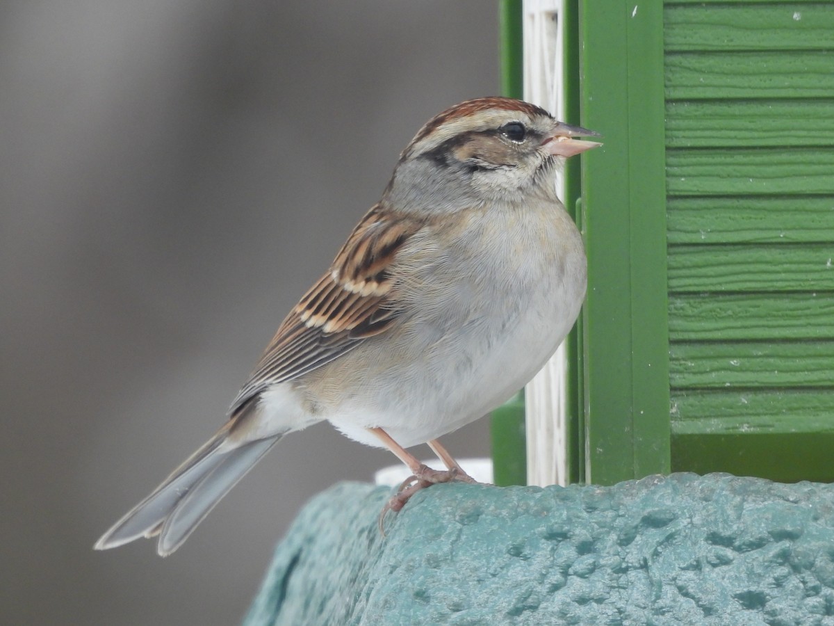 Chipping Sparrow - ML295824961