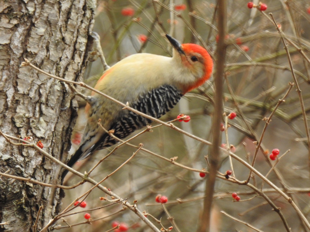 Red-bellied Woodpecker - ML295825151