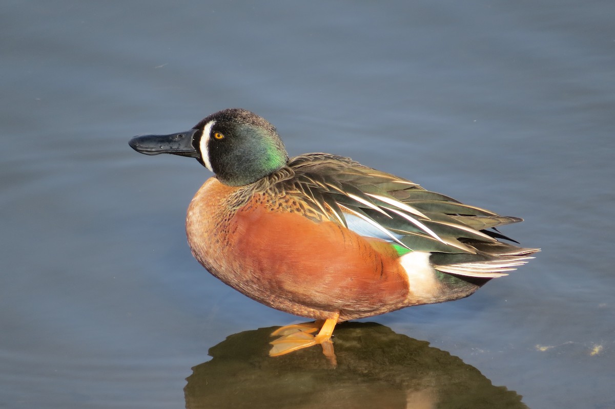 Cinnamon Teal x Northern Shoveler (hybrid) - brian sandstrom