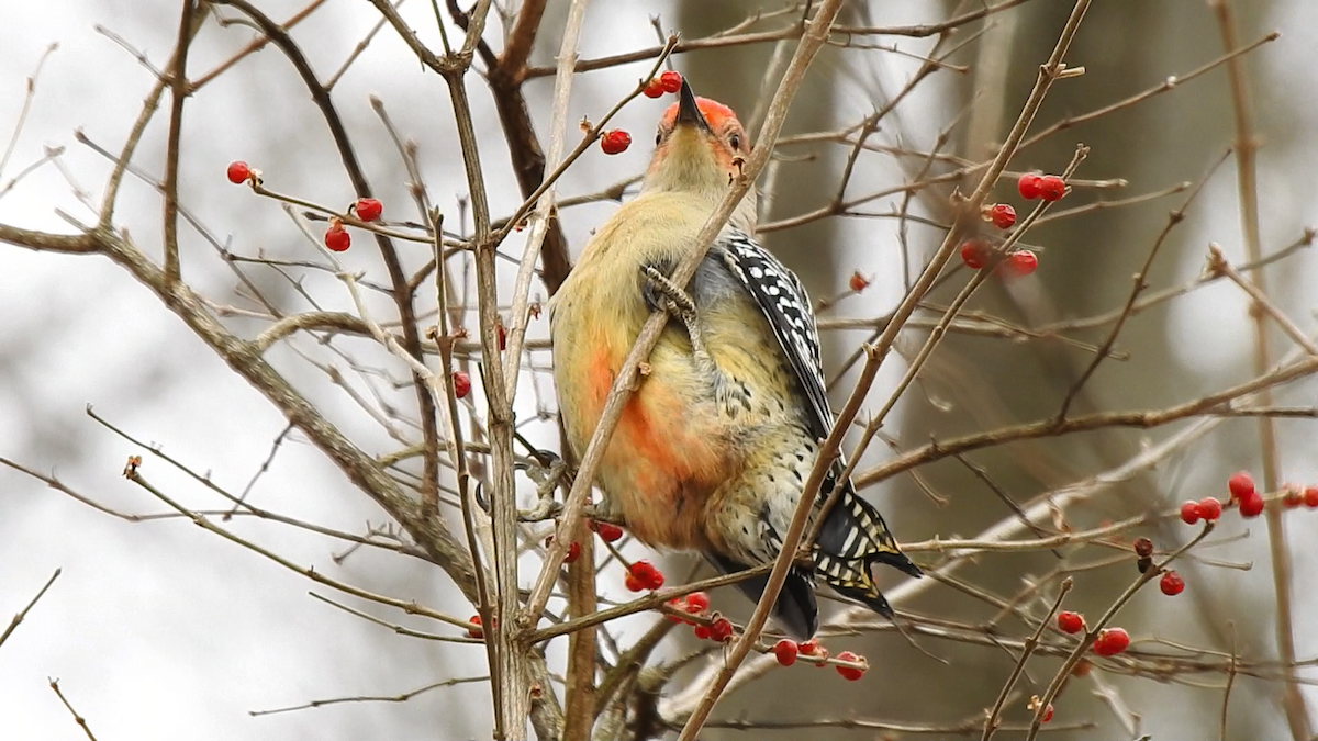 Red-bellied Woodpecker - Francisco Rivas