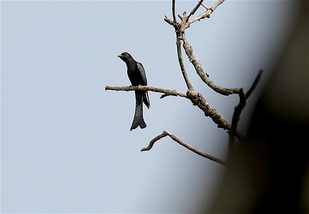 Fork-tailed Drongo-Cuckoo - Ron Hess
