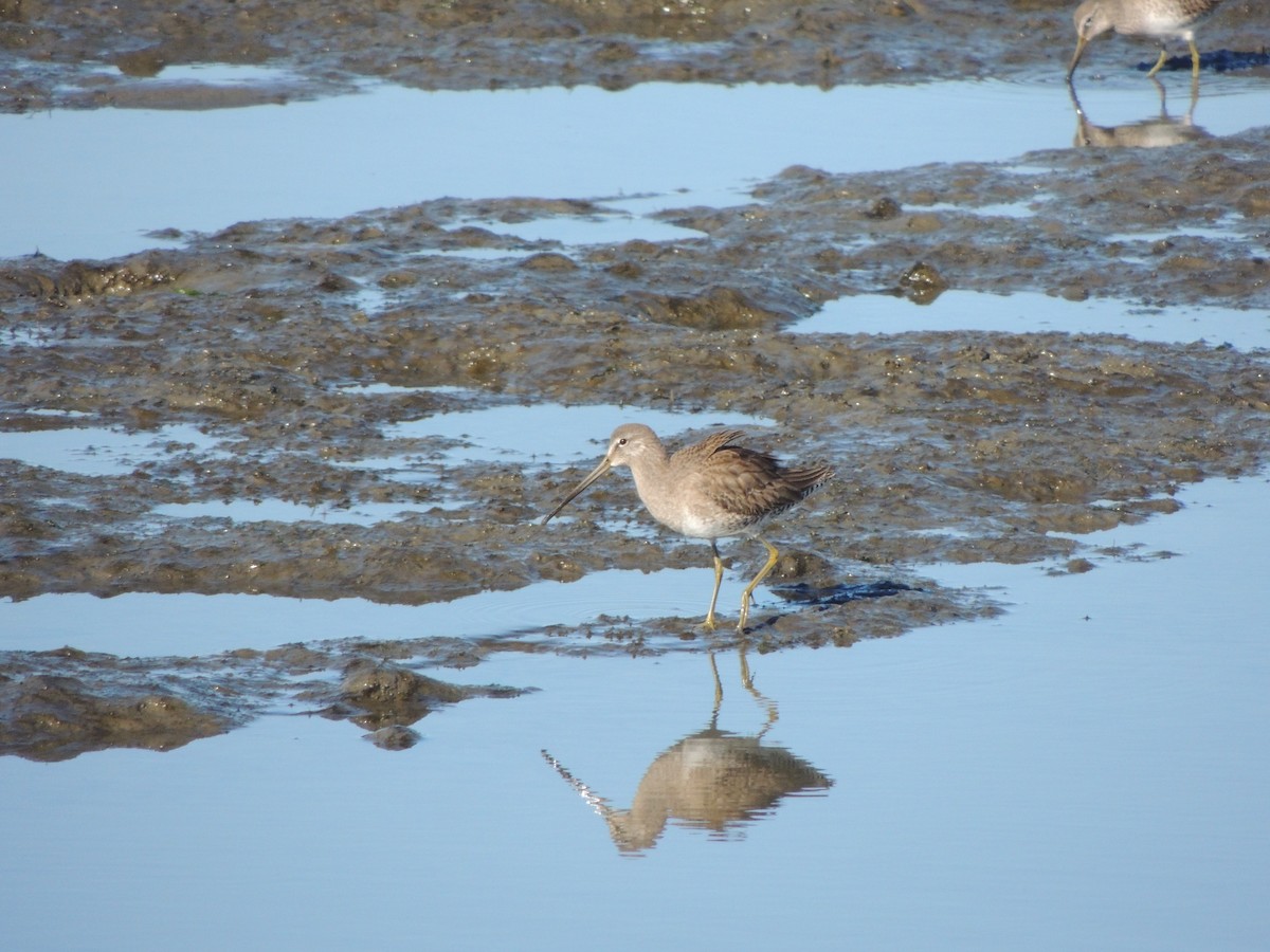 Long-billed Dowitcher - ML295837931