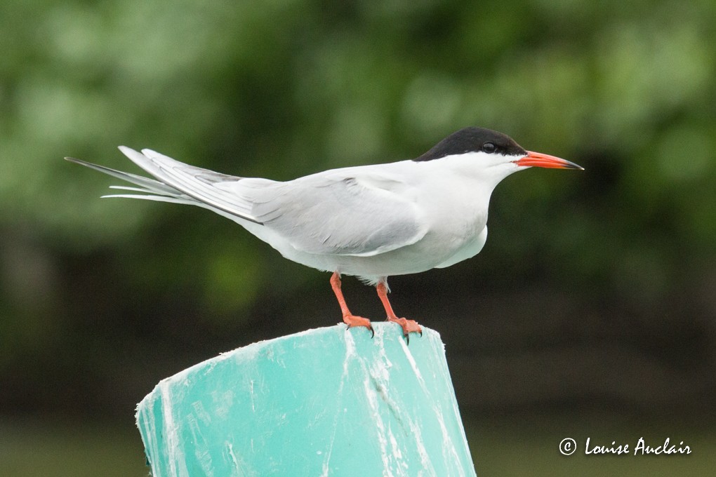 Common Tern - Louise Auclair
