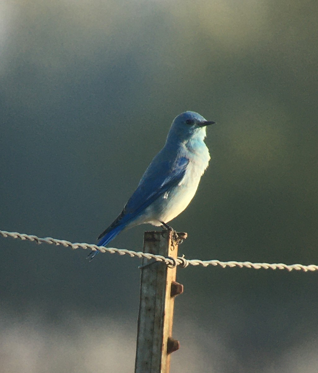 Mountain Bluebird - Shelia Hargis