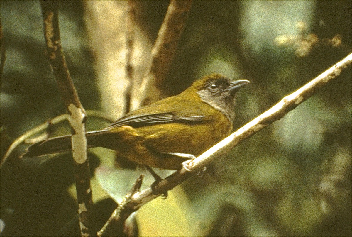 Olive-backed Tanager - ML29584081