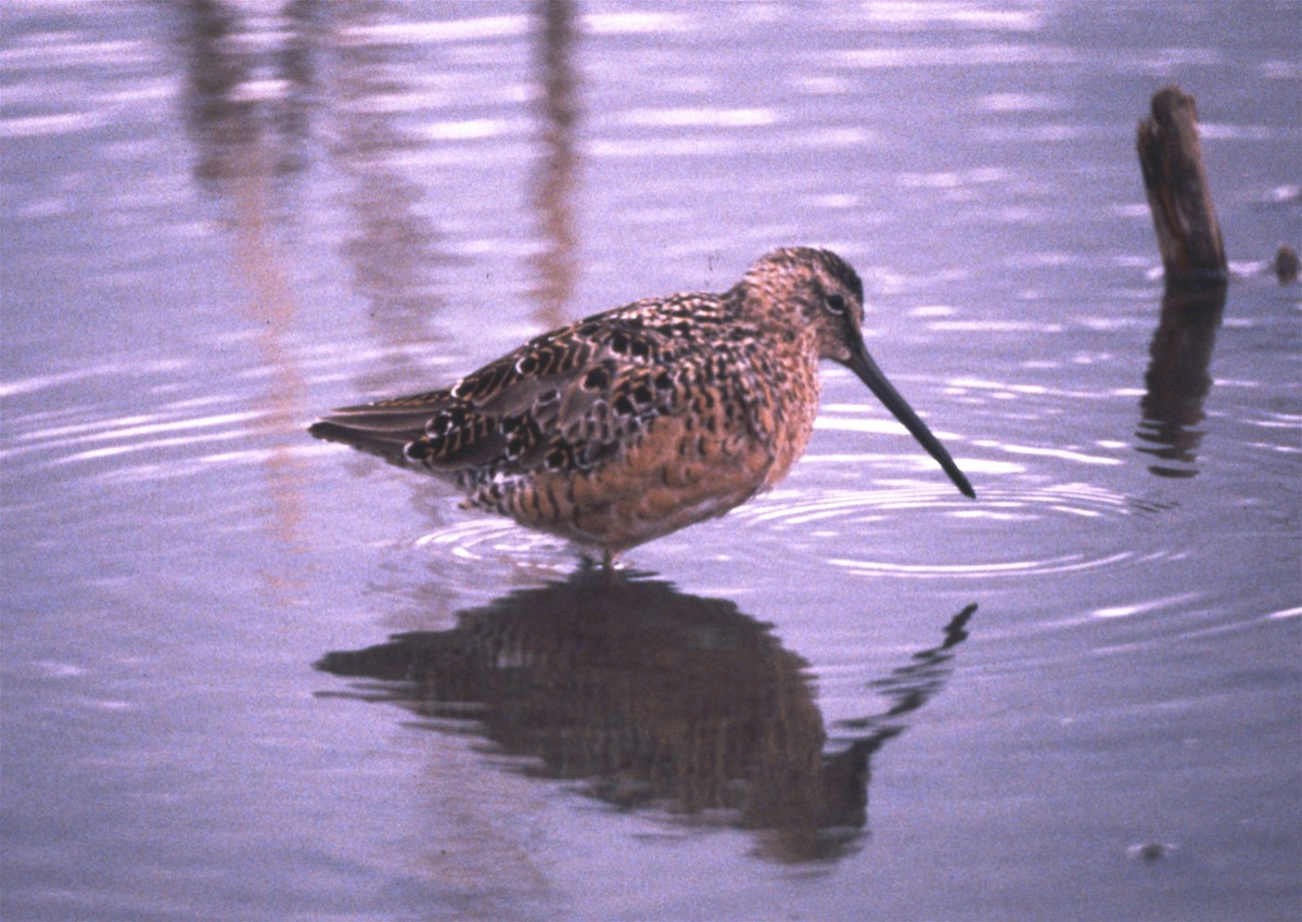 Long-billed Dowitcher - Karl Overman