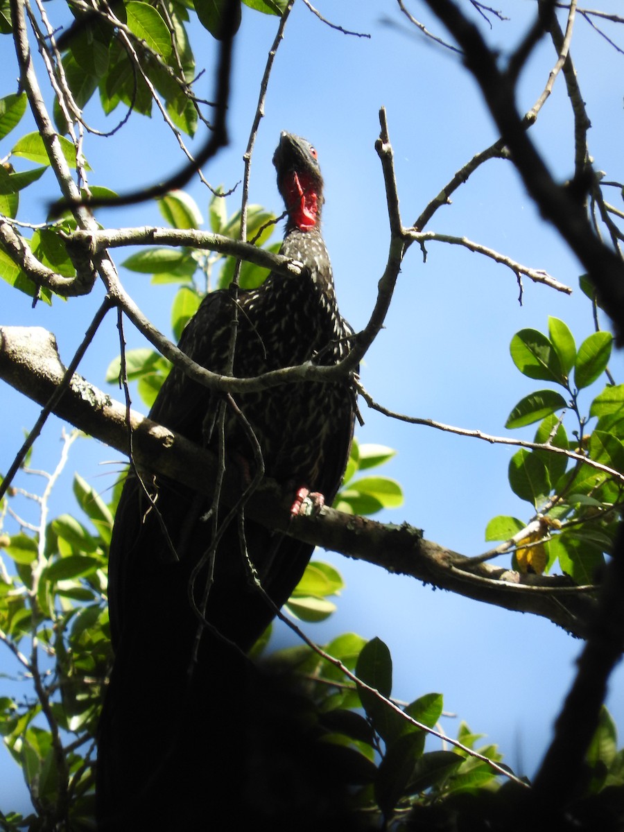 Crested Guan - ML295851071
