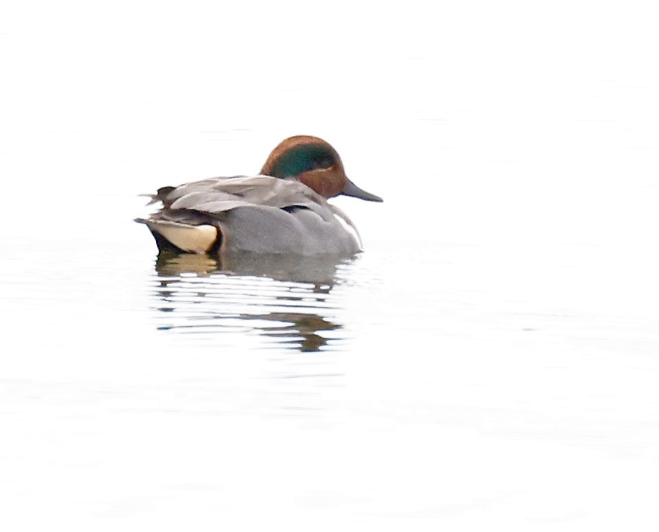 Green-winged Teal - ML295851101