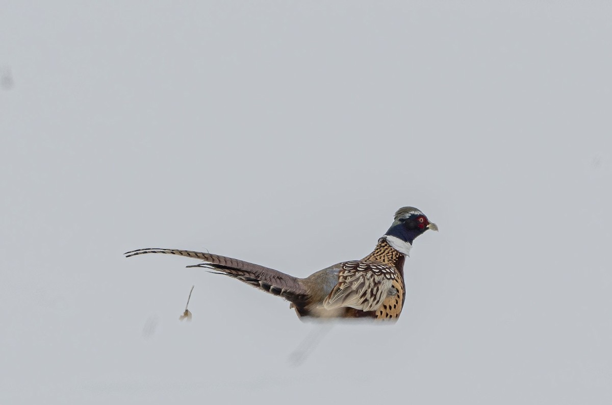 Ring-necked Pheasant - John Longhenry
