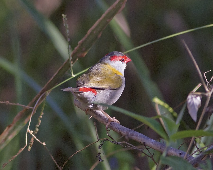 Red-browed Firetail - ML29586331