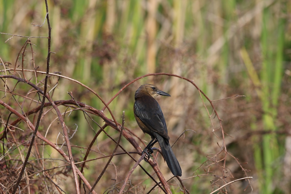 Boat-tailed Grackle - ML295866901