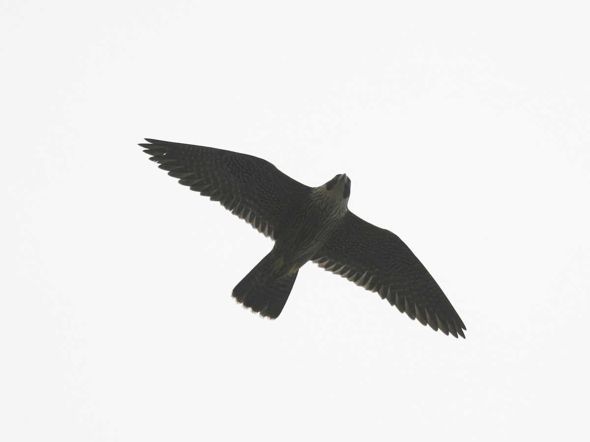 Peregrine Falcon (Australian) - ML295867181