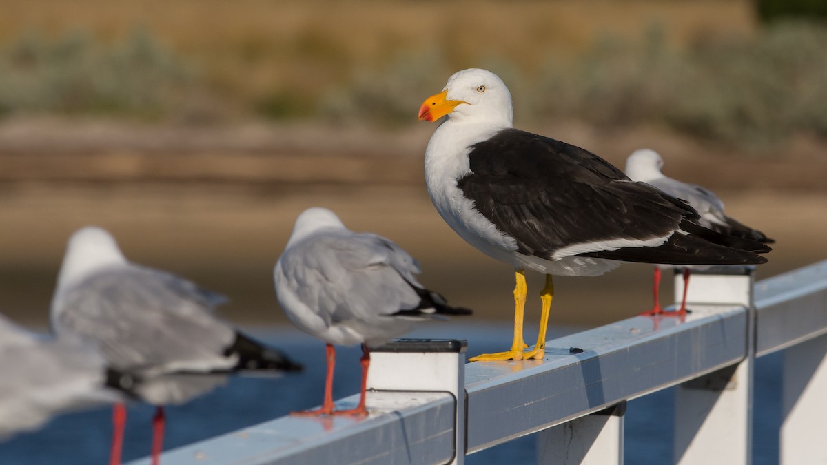 Pacific Gull - John  Van Doorn