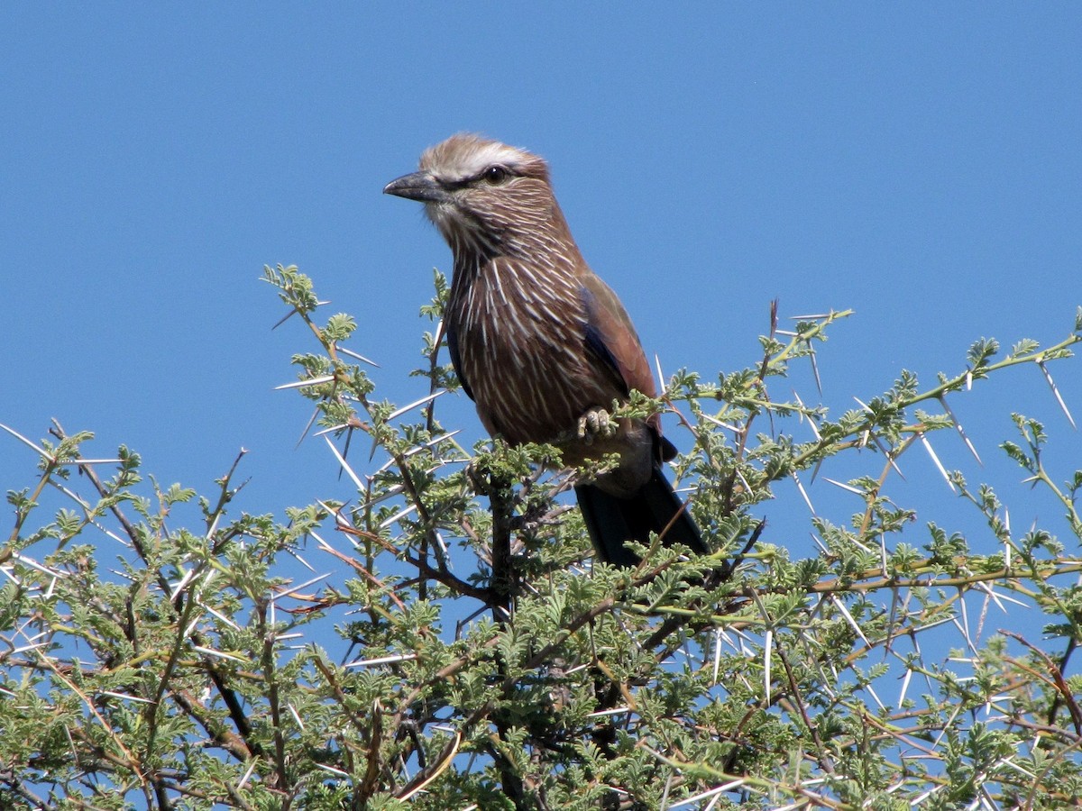 Rufous-crowned Roller - Christian Cholette