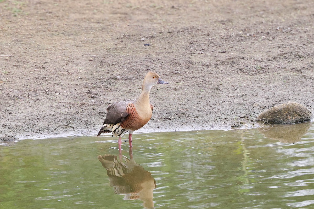Plumed Whistling-Duck - Ged Tranter