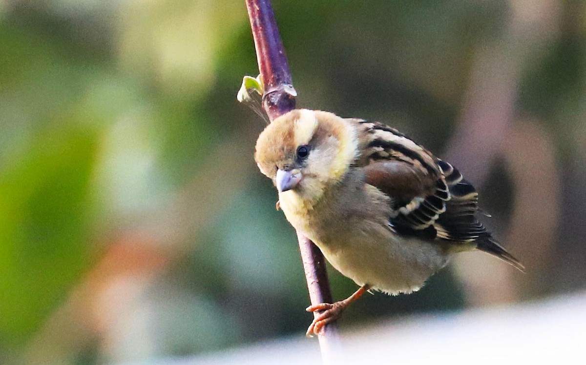 Russet Sparrow - Balbir Arora