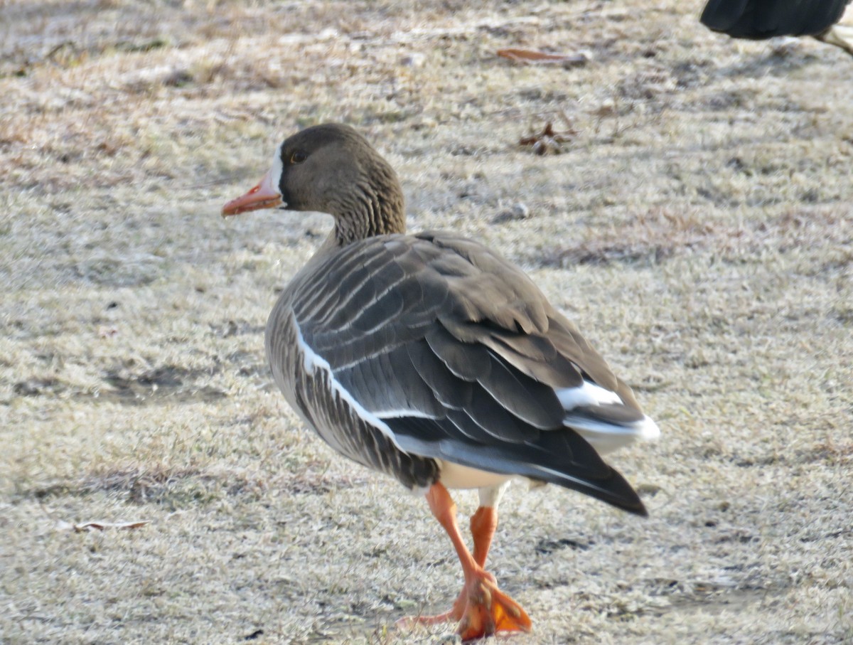 Greater White-fronted Goose - ML295873601