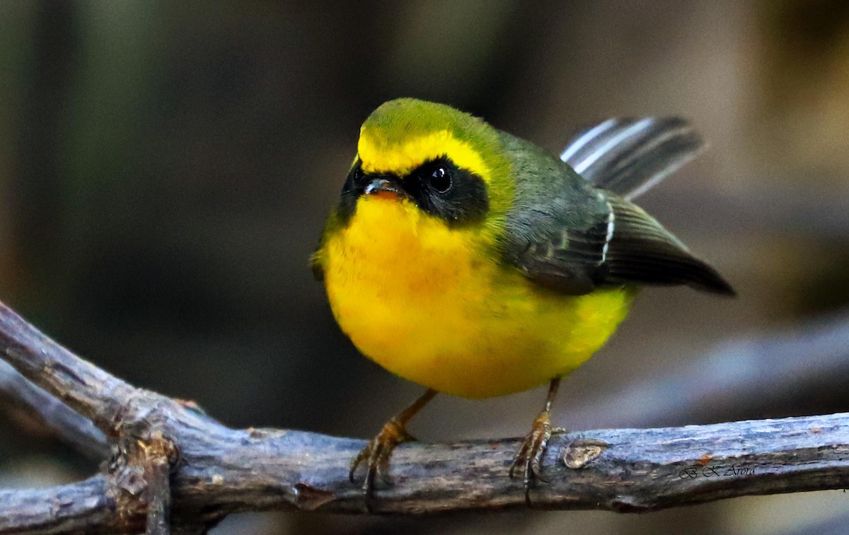 Yellow-bellied Fairy-Fantail - ML295874051