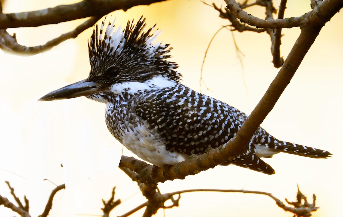 Crested Kingfisher - ML295879301