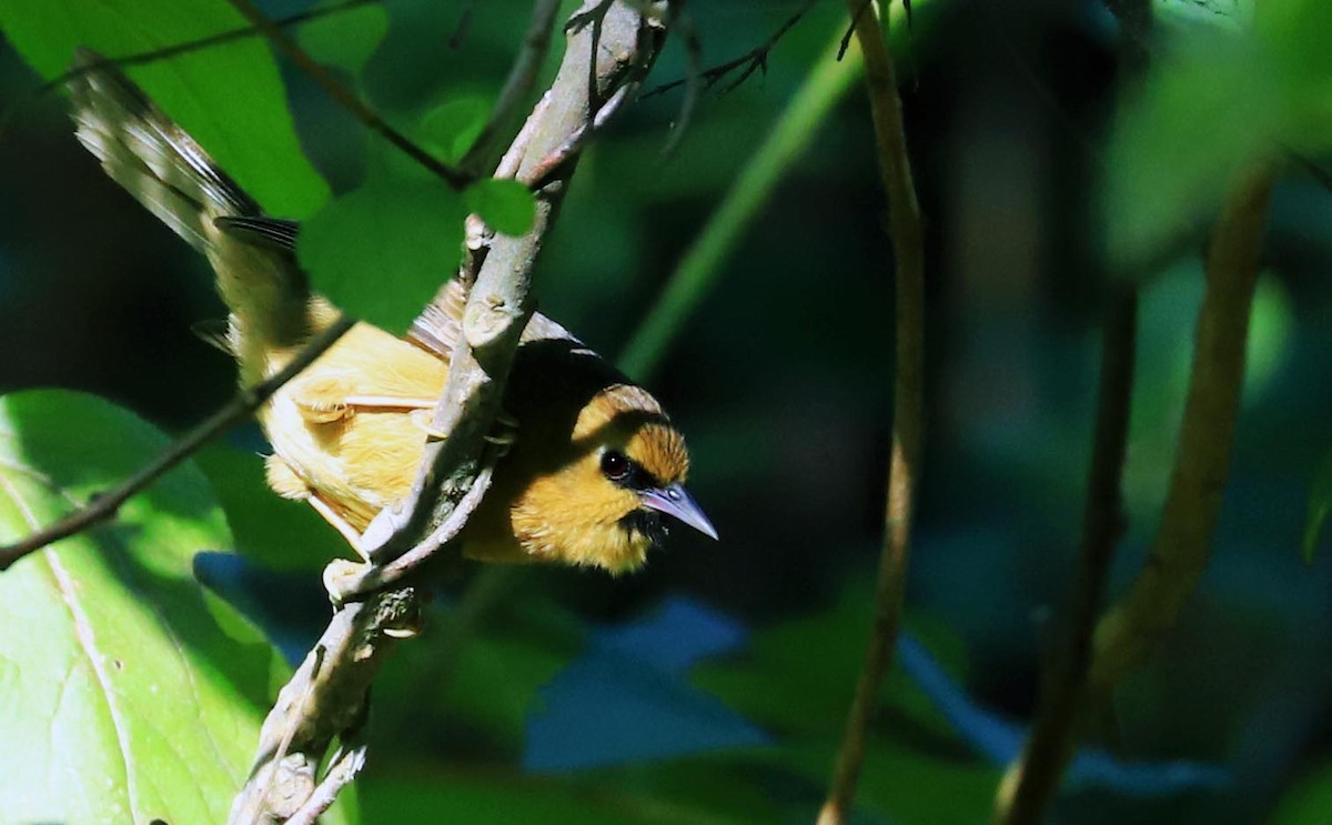 Black-chinned Babbler - Balbir Arora