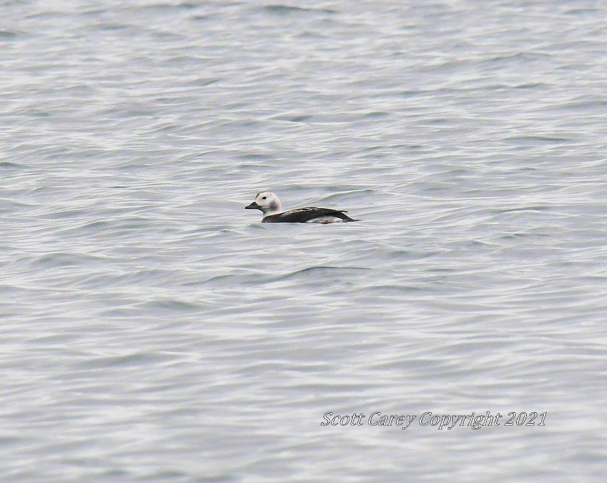 Long-tailed Duck - ML295884791