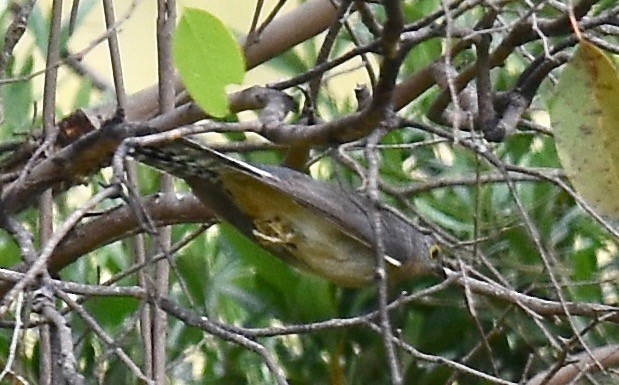 Fan-tailed Cuckoo - ML295885161