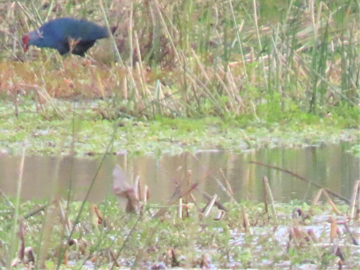 eBird Checklist 7 Jan 2021 The Celery Fields 50 species