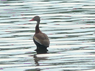 Black-bellied Whistling-Duck, ML29588801