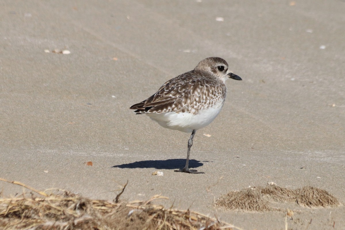 eBird Checklist 8 Feb 2020 Bolivar Flats Shorebird Sanctuary 12