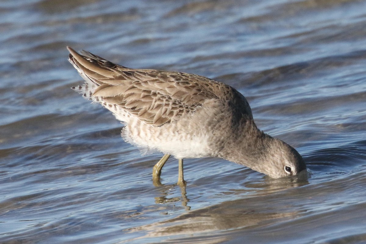 Long-billed Dowitcher - ML295889541