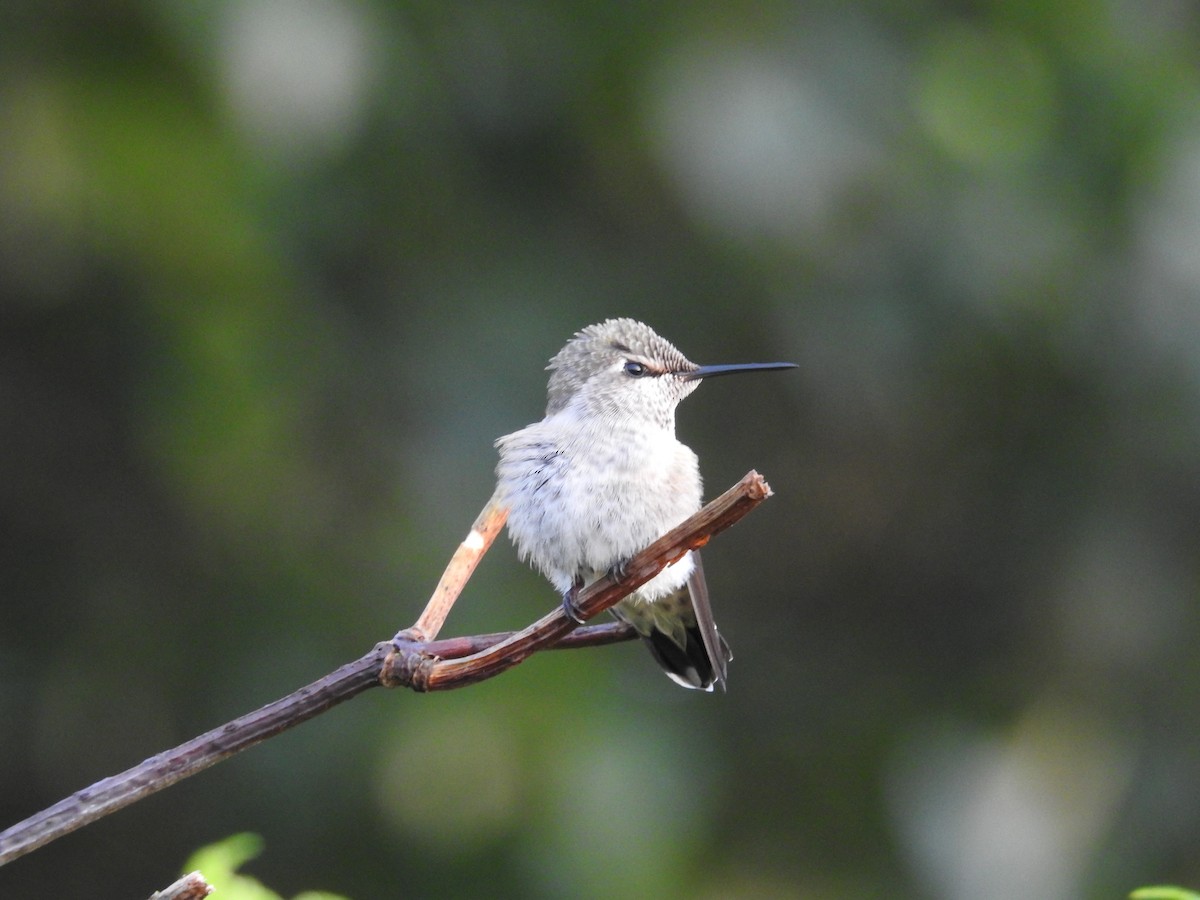 Anna's Hummingbird - Neill Vanhinsberg